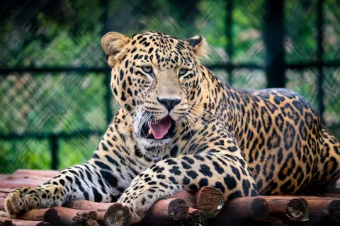 Leopard 4K Wallpaper · animals · 3840×2560