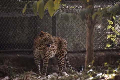 Leopard 4K Wallpaper · animals · 3840×2560
