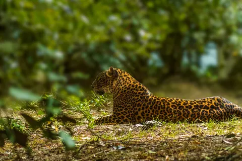 Leopard 4K Hintergrundbild · animals · 3840×2560