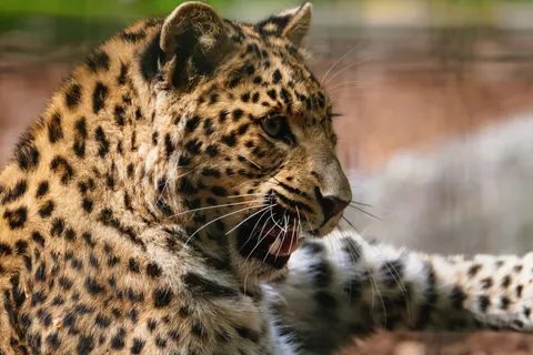 Wallpaper Macan Tutul 4K · animals · 3840×2560