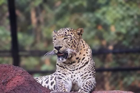 Sfondo Leopardo 4K · animals · 3840×2560
