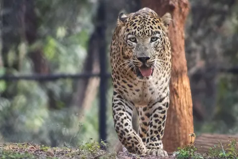والپیپر پلنگ با کیفیت 4K · animals · 3840×2560