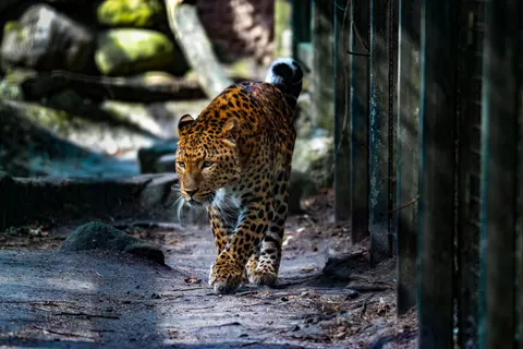 표범 4K 배경화면 · animals · 3840×2560