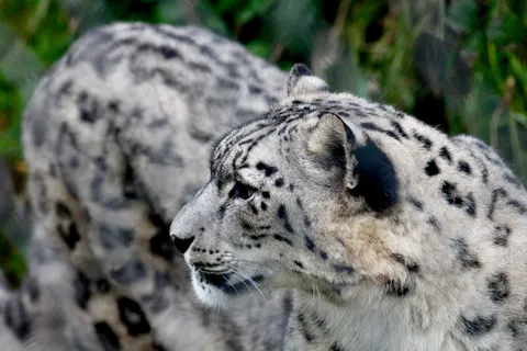 Wallpaper Macan Tutul 4K · animals · 3840×2560