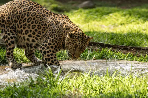 والپیپر پلنگ با کیفیت 4K · animals · 3840×2560