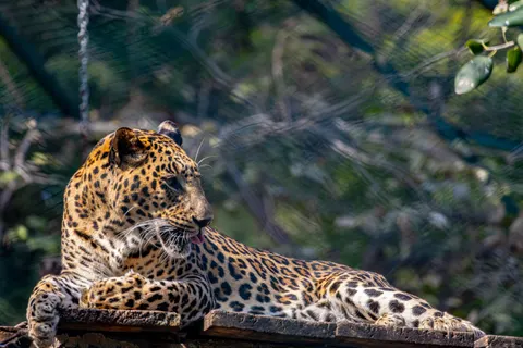Leopar 4K Duvar Kağıdı · animals · 3840×2560