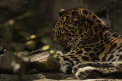 خلفية فهد بدقة 4K · animals · 3840×2560