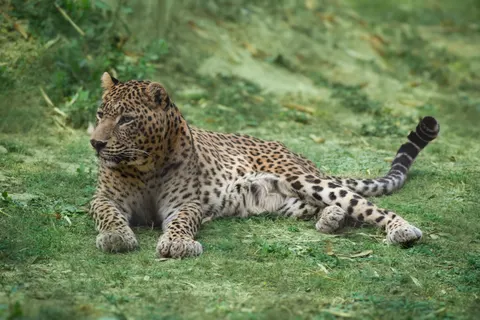 Hình nền Báo hoa mai 4K · animals · 3840×2560