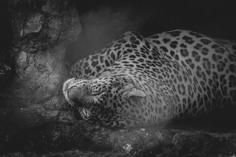 خلفية فهد بدقة 4K · animals · 3840×2560