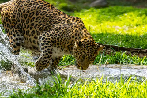 Leopard 4K Wallpaper · animals · 3840×2560