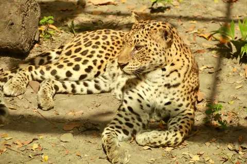 तेंदुआ 4K वॉलपेपर · animals · 3840×2560
