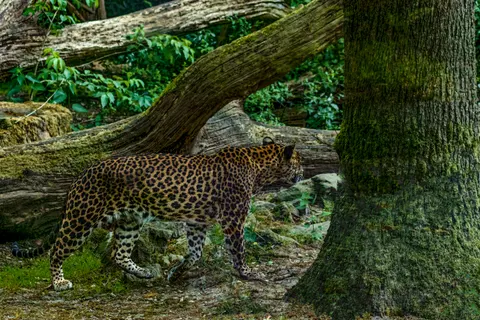 Leopard 4K Wallpaper · animals · 3840×2560