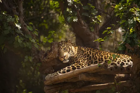 Tapeta Lampart 4K · animals · 3840×2560