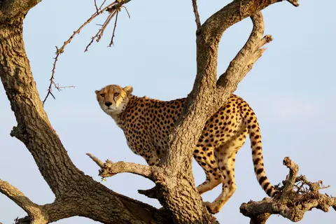 Tapeta Lampart 4K · animals · 3840×2560