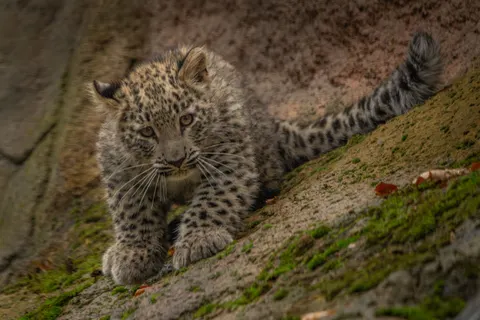 Leopar 4K Duvar Kağıdı · animals · 3840×2560