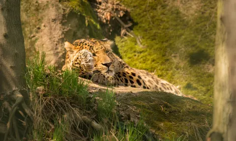 Luipaard 4K-achtergrond · animals · 3840×2301
