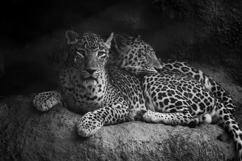 Fond d'écran Léopard 4K · animals · 3840×2560