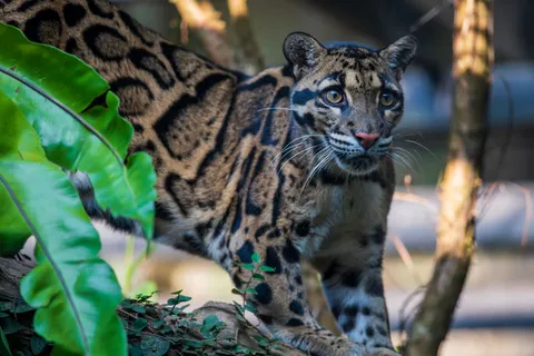तेंदुआ 4K वॉलपेपर · animals · 3840×2560