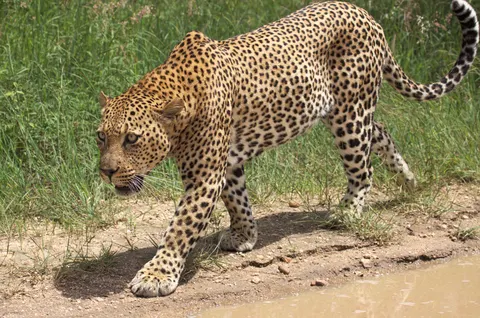 Sfondo Leopardo 4K · animals · 3840×2545