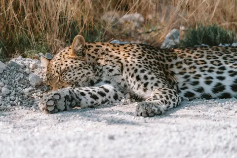 तेंदुआ 4K वॉलपेपर · animals · 3840×2560