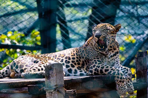 Leopard 4K Wallpaper · animals · 3840×2560