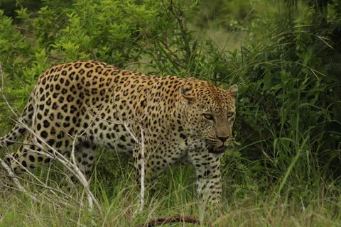 والپیپر پلنگ با کیفیت 4K · animals · 3840×2560