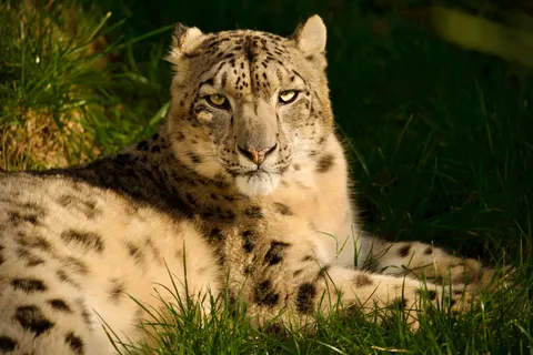तेंदुआ 4K वॉलपेपर · animals · 3840×2560