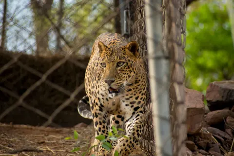 Обои Леопард 4K · animals · 3840×2560