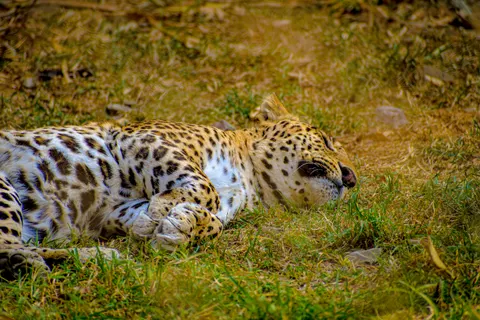 Luipaard 4K-achtergrond · animals · 3840×2560