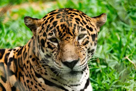 Leopard 4K Hintergrundbild · animals · 3840×2563