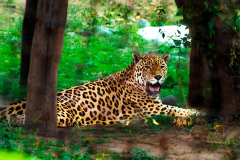 Wallpaper Macan Tutul 4K · animals · 3840×2560