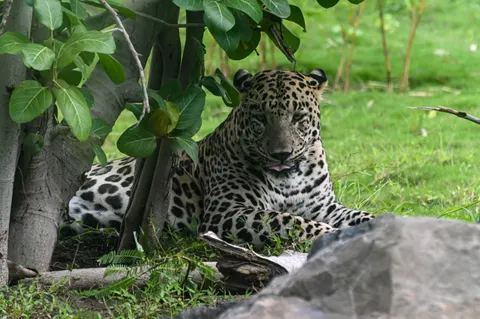 Luipaard 4K-achtergrond · animals · 3840×2555