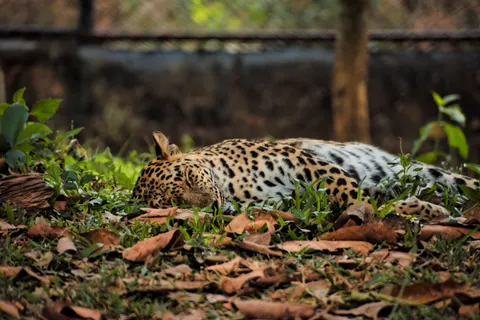 Wallpaper Macan Tutul 4K · animals · 3840×2560