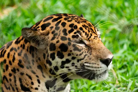 Wallpaper Macan Tutul 4K · animals · 3840×2563