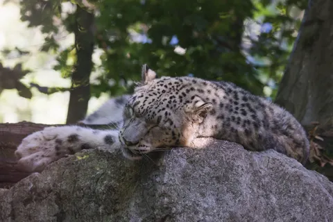 Leopard 4K Wallpaper · animals · 3840×2560