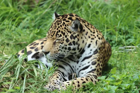 Luipaard 4K-achtergrond · animals · 3840×2560