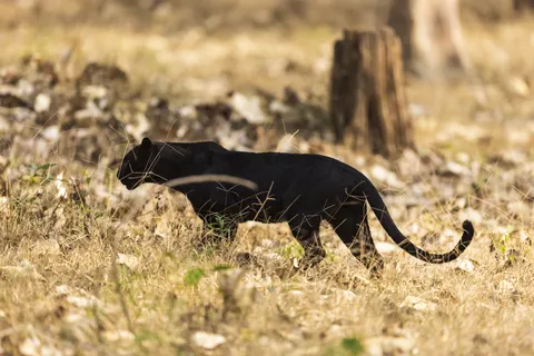والپیپر پلنگ با کیفیت 4K · animals · 3840×2561