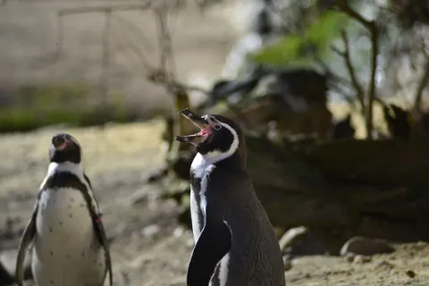 Penguins 4K Wallpaper · animals · 3840×2563