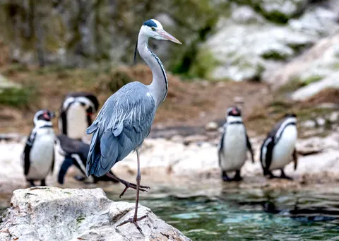 Hình nền Chim cánh cụt 4K · animals · 3840×2729