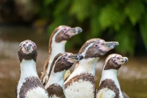 Pinguïns 4K-achtergrond · animals · 3840×2560