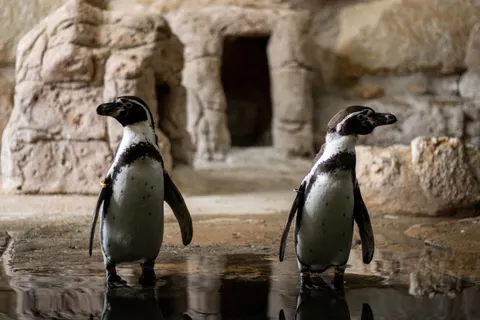 Wallpaper Penguin 4K · animals · 3840×2560