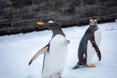 Penguins 4K Wallpaper · animals · 3840×2563