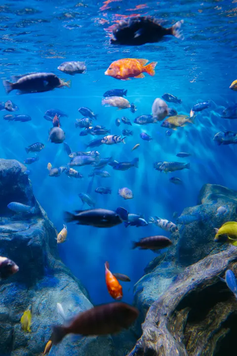 Underwater Blue Phone Wallpaper · ocean_v · 1440×2159