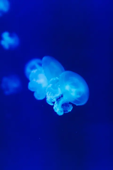 Underwater Blue Phone Wallpaper · ocean_v · 1440×2159