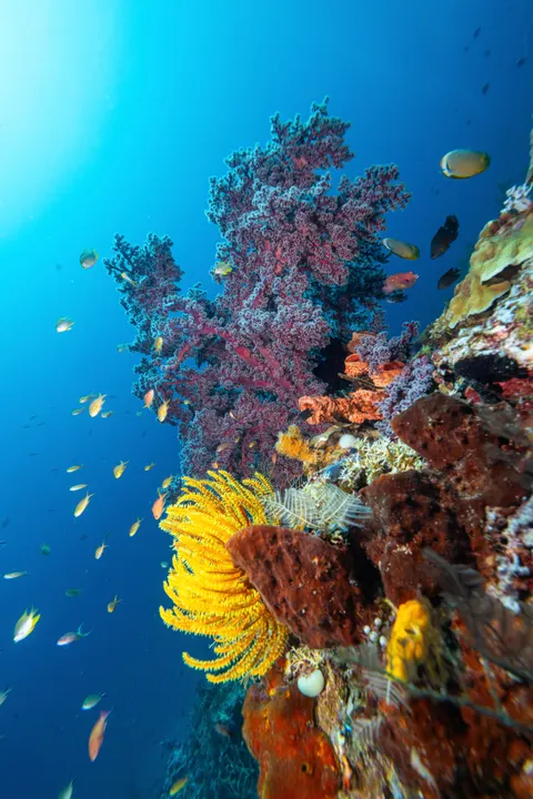 Underwater Blue Phone Wallpaper · ocean_v · 1440×2159