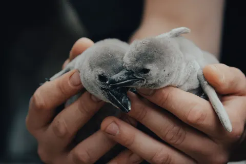 والپیپر پنگوئن‌ها با کیفیت 4K · animals · 3840×2560