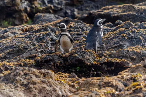 Penguins 4K Wallpaper · animals · 3840×2560