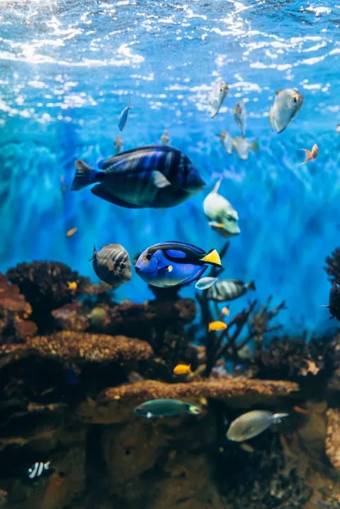 Underwater Blue Phone Wallpaper · ocean_v · 1440×2159