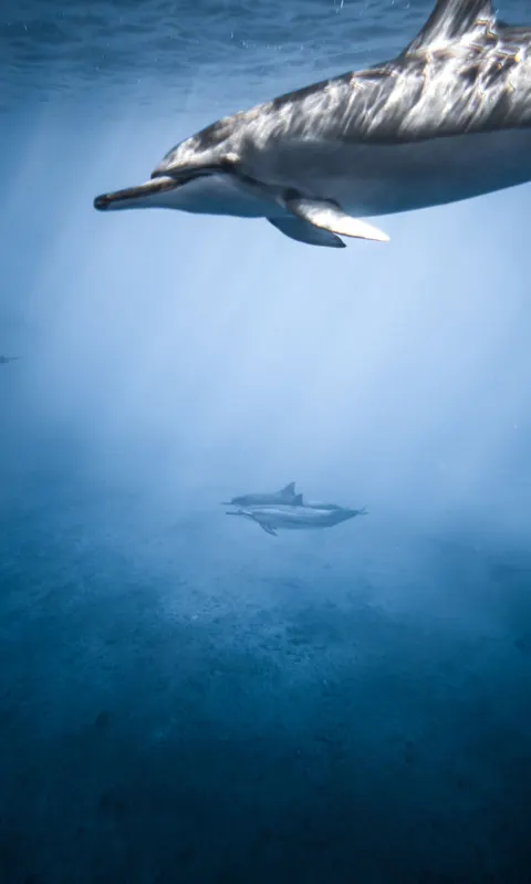 آبی زیر آب والپیپر موبایل · ocean_v · 1440×2395