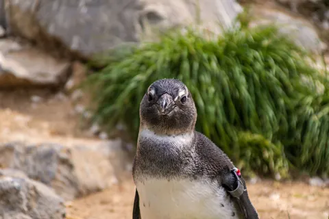 Sfondo Pinguini 4K · animals · 3840×2560
